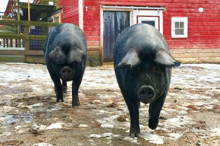 Molly and Charlie at Woodstock Farm Sanctuary