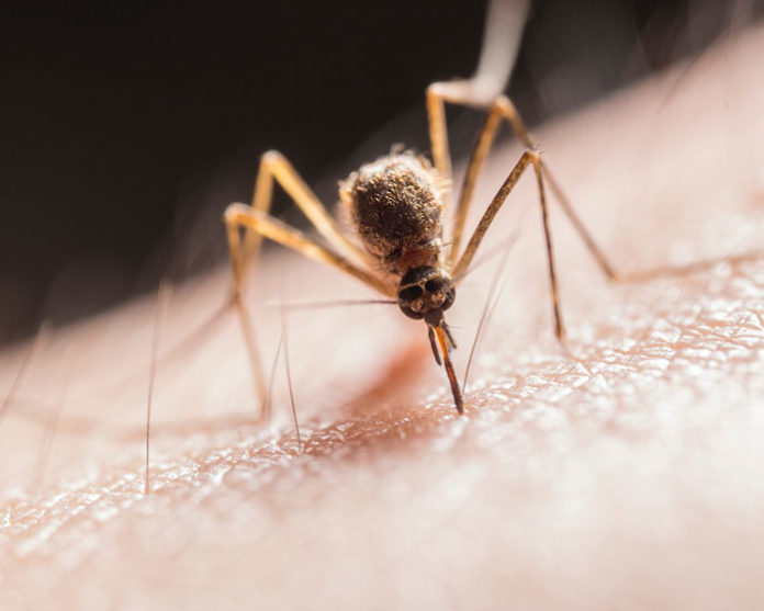 Mosquitoes collected in Oil Springs test positive for West Nile virus